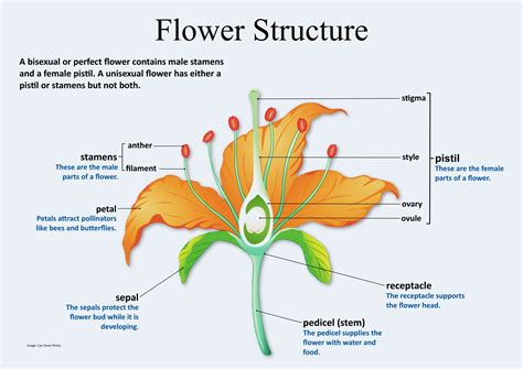 11.6: Flower Structure .